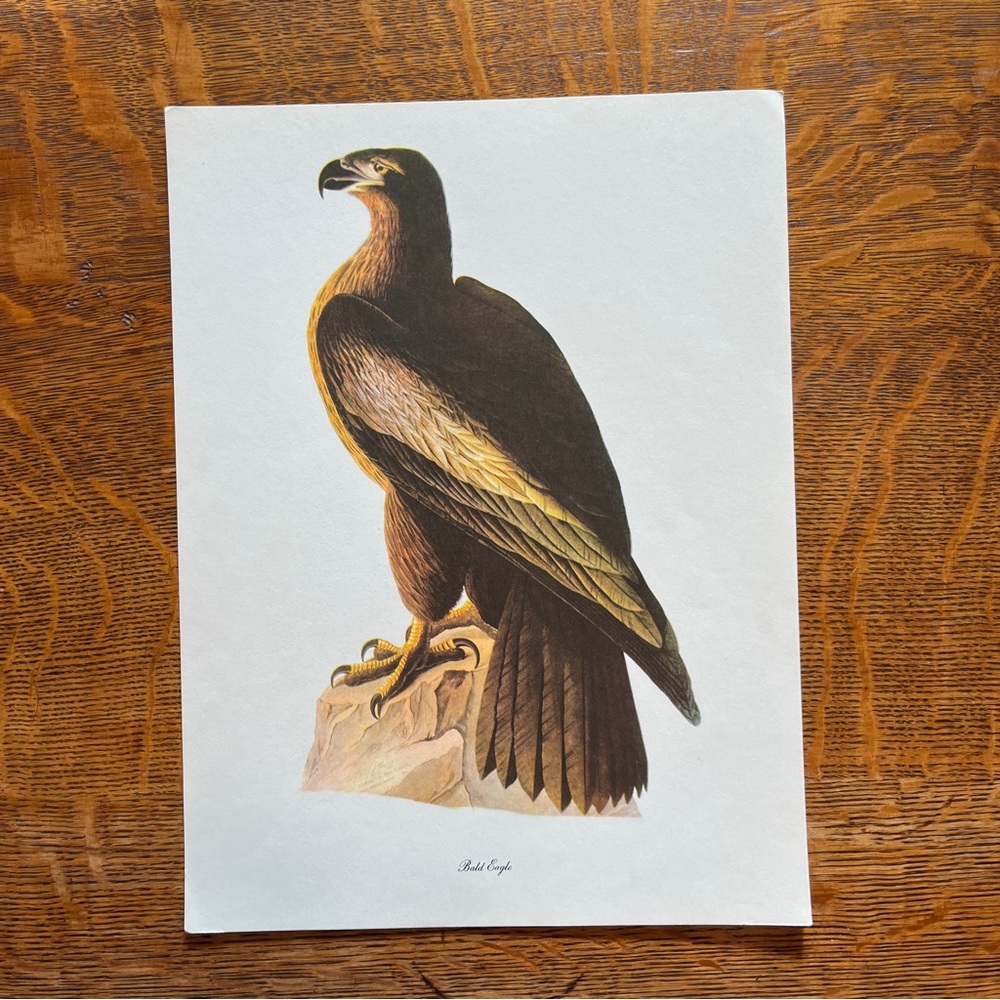 Vintage Audubon Birds of America Lithograph Print, Bald Eagle